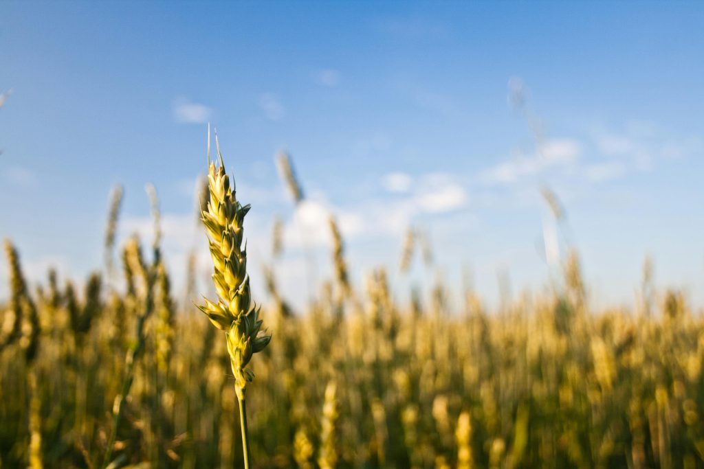 Wheat