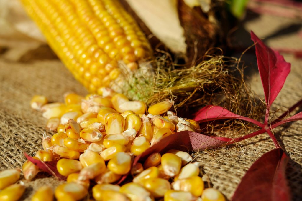 Maize (Corn)